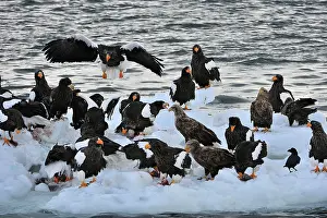 Steller: Steller's Sea Eagle with White-tailed Eagles (Haliaeetus