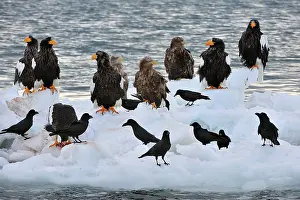 Steller: Steller's Sea Eagle with White-tailed Eagles (Haliaeetus