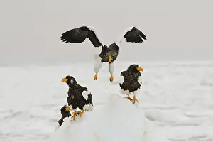 Pelagicus: Steller's Sea Eagle's