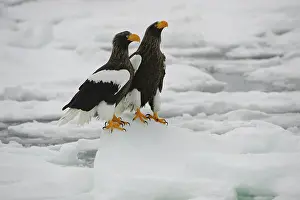 Pelagicus: Steller's Sea Eagle's