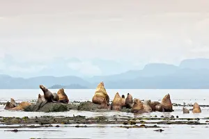 Kelp: Steller's Sea Lion