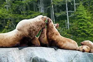 Eumetopias: Steller's Sea Lion