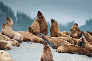 Eumetopias: Steller's Sea Lion