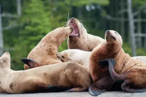 Eumetopias: Steller's Sea Lion