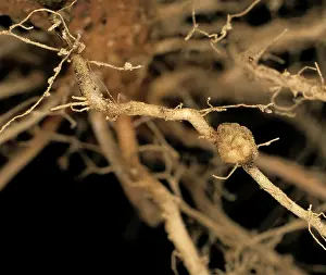 Potatoes: Stem canker on potato