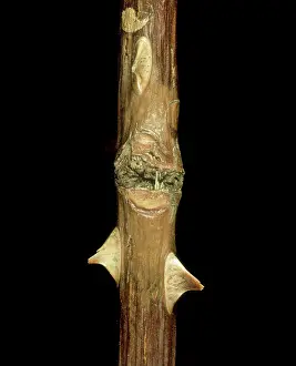 Canker: Stem canker on rose