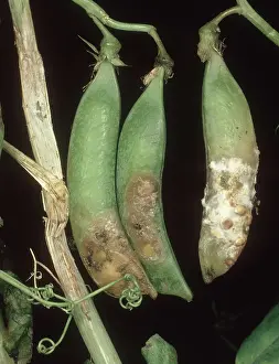 Pisum: Stem & pod rot of pea
