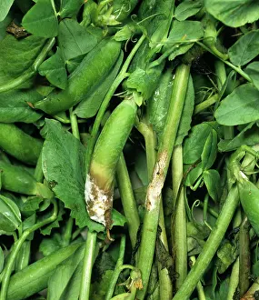 Peas: Stem & pod rot in peas