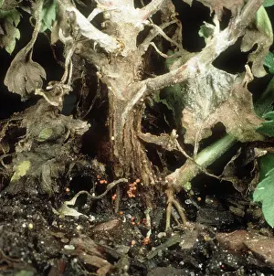 Chrysanthemum: Stem rot on chrysanthemum