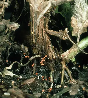 Chrysanthemum: Stem rot on chrysanthemum