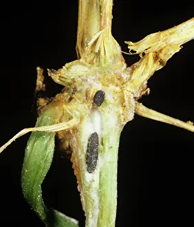 Cucumber: Stem Rot on Cucumber stem