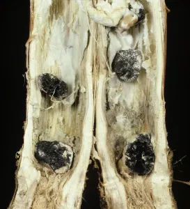 Oilseed: Stem Rot in Oilseed Rape stem