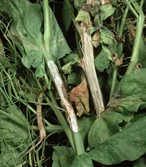 Stems: Stem rot on pea