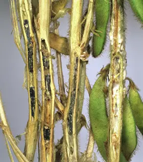 Soya: Stem rot (Sclerotinia sclerotiorum)