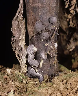 Decaying: Stem Rot (Sclerotinia sclerotiorum)