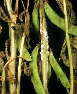 Soya: Stem rot on Soy