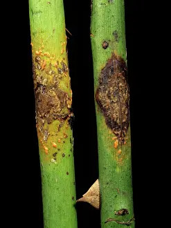 Circular: Stem rust (Kuehneola uredinis)