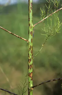 Asparagus: Stem Spot (Phomopsis sp.) on Asparagus