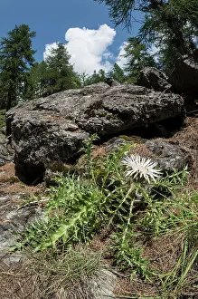 Asterales: Stemless carline thistle or dwarf carline thistle (Carlina acaulis) growing in mountain habitat