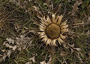 Hung: A stemless carline thistle, widely used as a good