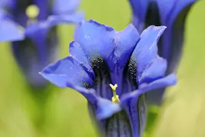 Stemless: Stemless gentian