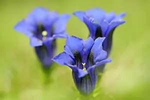 Stemless: Stemless Gentian