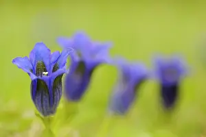 Stemless: Stemless Gentian