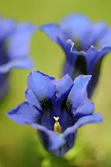 Trumpet: Stemless Gentian