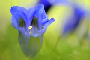 Trumpet: Stemless gentian