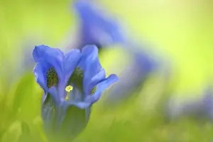 Trumpet: Stemless Gentian