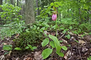 Slipper: Stemless Lady's Slipper
