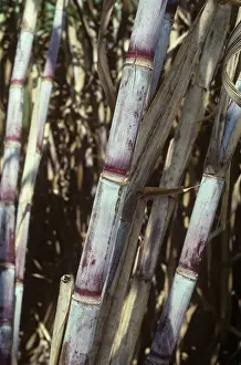 Canes: Stems on a mature sugar cane crop, Thailand