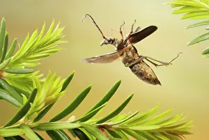 Longhorn: Stenocorus meridianus (Stenocorus meridianus) flying