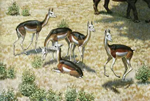 Camelid: Stenomylus from Nebraska
