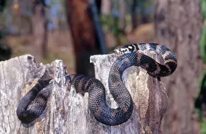 Stephens: Stephens Banded Snake