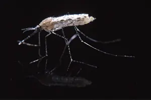 Pascal Goetgheluck: Stephensi MOSQUITO - emerged