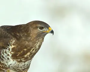 Morph: Steppe buzzard (Buteo buteo) dark variant, dark