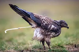 Defecate: Steppe buzzard (Buteo buteo) defecating, Serbia
