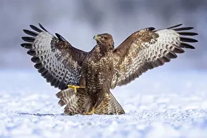 Conspecific: Steppe buzzard (Buteo buteo) fending off a conspecific
