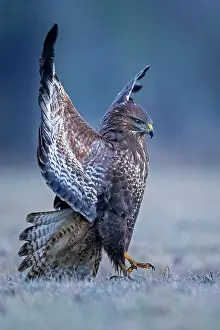 Conspecific: Steppe buzzard (Buteo buteo) fending off a conspecific