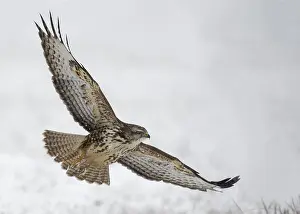 Buteo: Steppe buzzard (Buteo buteo) flies over snowy meadow