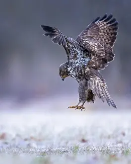 Buteo: Steppe buzzard (Buteo buteo) hunting, shaking flight