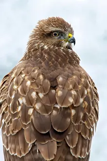 Terfens: Steppe buzzard (Buteo buteo), portrait, Terfens