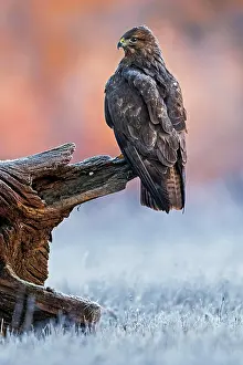 Deadwood: Steppe buzzard (Buteo buteo) on root in sunrise