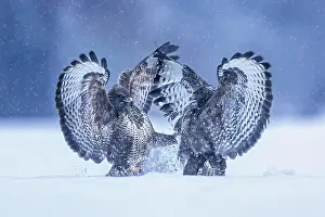 Attack: Steppe buzzard (Buteo buteo) Territorial dispute