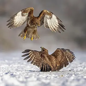 Attack: Steppe buzzard (Buteo buteo) Territory fight, territory