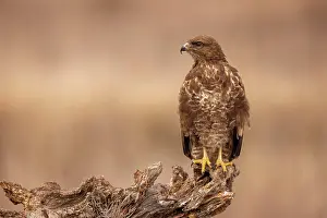 Buteo: Steppe buzzard (Buteo buteo) on tree stump, Toledo
