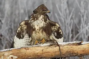 Buteo: Steppe buzzard (Buteo buteo) in winter, with captured