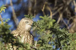 Buzzards: Steppe Buzzard - immature - Kalahari Desert, Kgalagadi