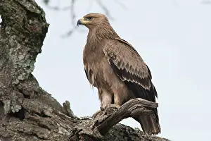 Nipalensis: Steppe Eagle